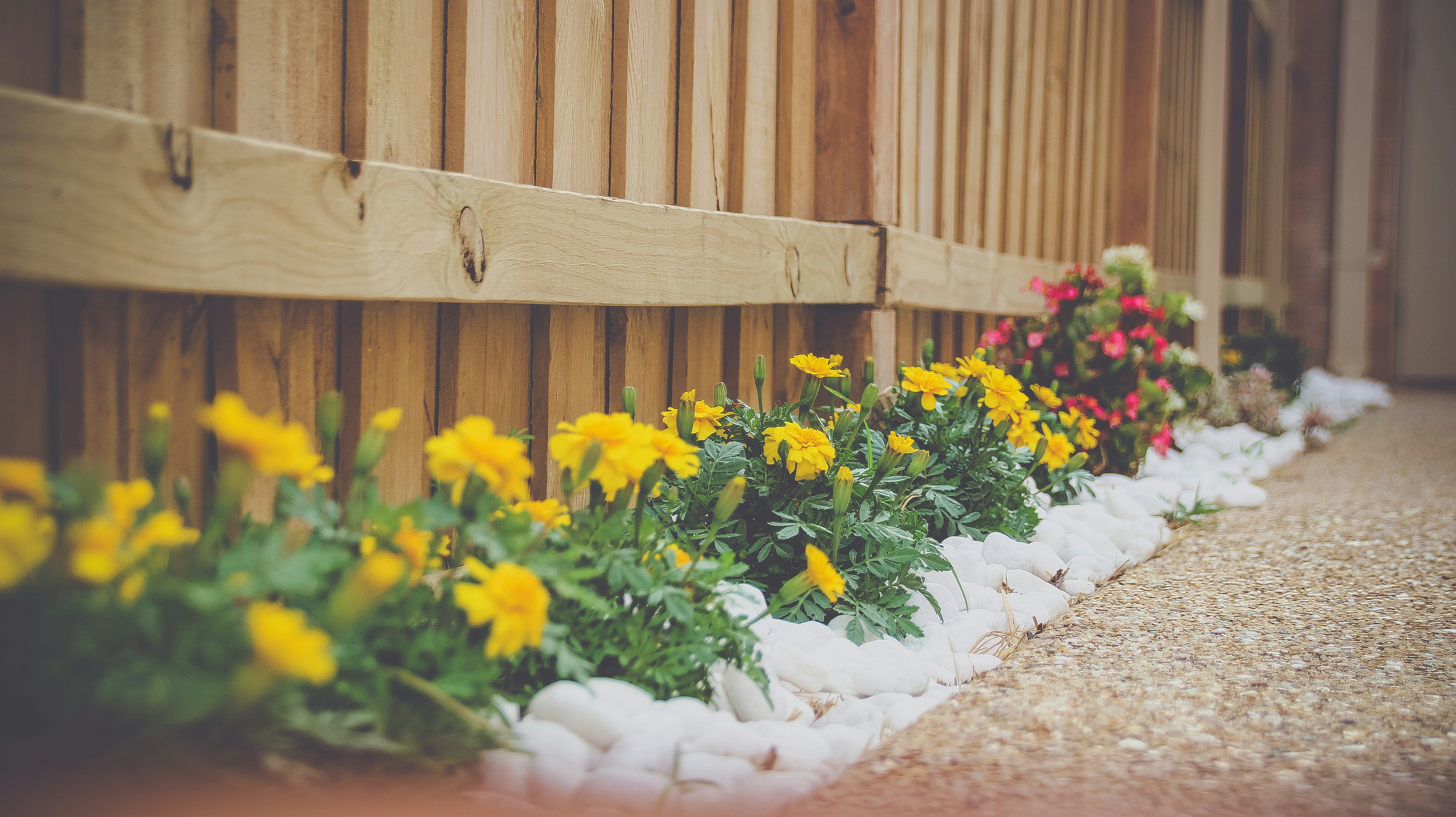 Flower bed with marigolds along a wooden fence