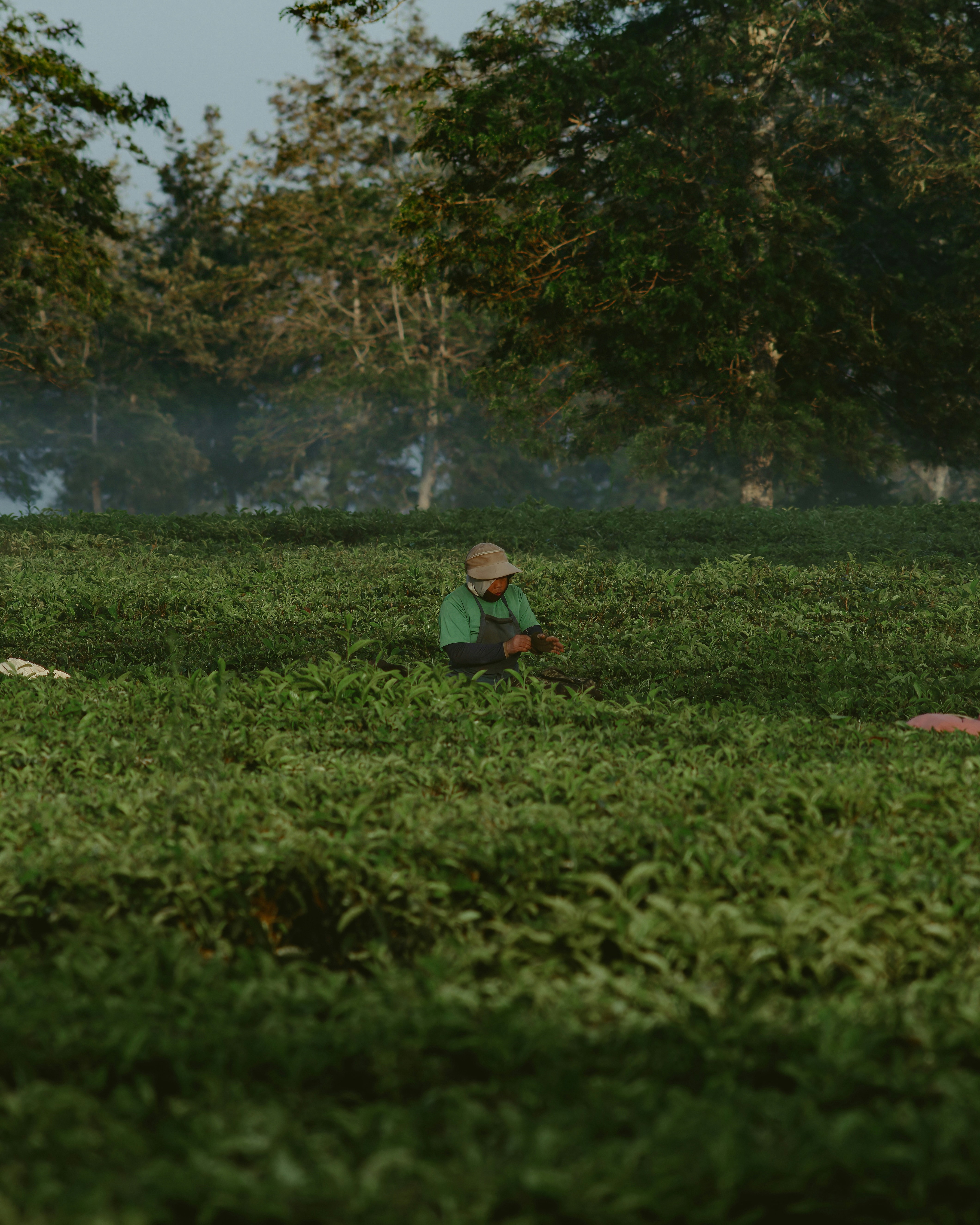 Worker trimming hedges on a large green property